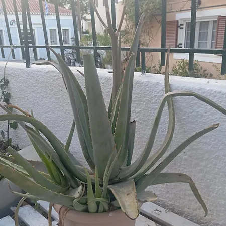 Alice * Mesokhórion